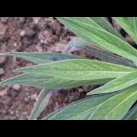 Echium Wildpretti (fam Boraginacees) (Canaries) (2)